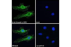 ABIN361185 Immunofluorescence analysis of paraformaldehyde fixed HeLa cells, permeabilized with 0. (Granulin antibody  (Internal Region))