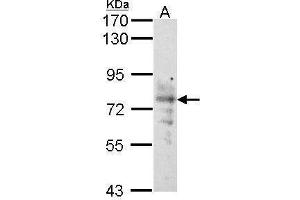 WB Image Sample (30 ug of whole cell lysate) A: Raji 7. (SLC5A1 antibody  (Center))