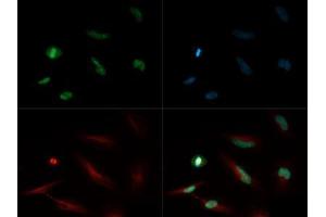 Immunofluorescence of Rabbit Anti-Histone H4 [Monomethyl Lys20] Antibody. (Histone H4 antibody  (meLys20))
