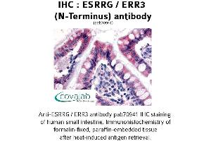 Image no. 1 for anti-Estrogen-Related Receptor gamma (ESRRG) (N-Term) antibody (ABIN1734156) (ESRRG antibody  (N-Term))