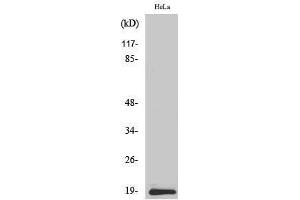 Western Blotting (WB) image for anti-Synuclein, beta (SNCB) (C-Term) antibody (ABIN3177575) (beta Synuclein antibody  (C-Term))