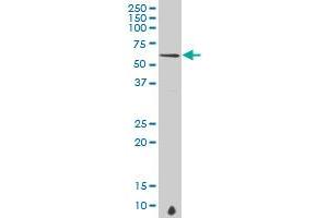 ISYNA1 antibody  (AA 331-430)