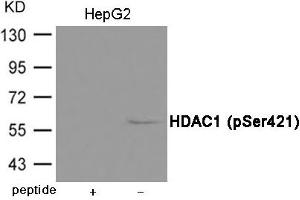 Western blot analysis of extracts from HepG2 cells using HDAC1 (Phospho-Ser421) Antibody. (HDAC1 antibody  (pSer421))