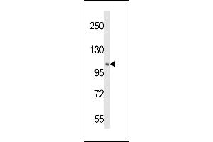 Western blot analysis of PIK4CB Antibody (Center) (ABIN390935 and ABIN2841135) in Hela cell line lysates (35 μg/lane). (PI4KB antibody  (AA 519-548))