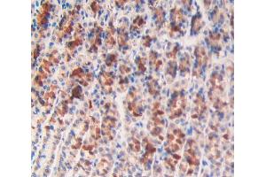 IHC-P analysis of stomach tissue, with DAB staining. (ANGPTL2 antibody  (AA 47-207))