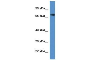 Western Blot showing Guf1 antibody used at a concentration of 1. (GUF1 antibody  (C-Term))