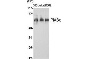 Western Blot (WB) analysis of specific cells using PIASx Polyclonal Antibody. (PIAS2 antibody  (N-Term))