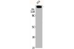 COL5A3 antibody  (N-Term)