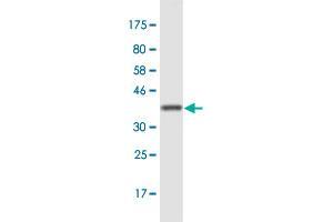 Western Blot detection against Immunogen (35. (ASCC2 antibody  (AA 672-757))