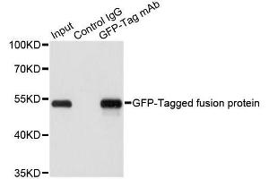Immunoprecipitation of over-expressed GFP-tagged protein in 293T cells incubated using GFP-tag antibody.