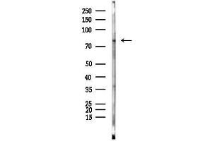 anti-Polymerase (RNA) III (DNA Directed) Polypeptide E (80kD) (POLR3E) (N-Term) antibody