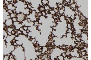 ABIN6272919 at 1/100 staining Mouse lung tissue by IHC-P. (HEPACAM antibody  (C-Term))