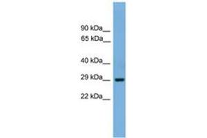 Image no. 1 for anti-Basic Helix-Loop-Helix Family, Member E23 (BHLHE23) (N-Term) antibody (ABIN6744618) (BHLHE23 antibody  (N-Term))