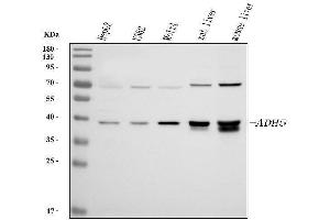 Western blot analysis of ADH5 using anti-ADH5 antibody (ABIN4886429). (ADH5 antibody  (AA 212-374))