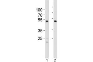 Western blot analysis of lysate from 1) HCT116 cell line and 2) human heart tissue using SOX7 antibody at 1:1000. (SOX7 antibody  (C-Term))