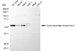 anti-Cyclin Dependent Kinase Like 2 (CDKL2) antibody