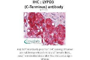 Image no. 2 for anti-LY6/PLAUR Domain Containing 3 (LYPD3) (C-Term) antibody (ABIN1736619) (LYPD3 antibody  (C-Term))