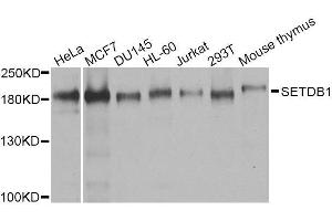 Western blot analysis of extracts of various cell lines, using SETDB1 antibody. (SETDB1 antibody  (AA 1-397))
