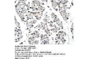 Human Skeletal Muscle (T-Bet antibody  (Middle Region))