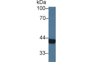 Western Blot; Sample: Human 293T cell lysate; Primary Ab: 3µg/ml Rabbit Anti-Bovine Arg2 Antibody Second Ab: 0.
