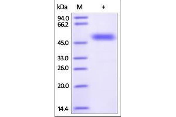 FZD2 Protein (AA 24-156) (Fc Tag)