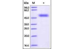 Human Frizzled-2, Fc Tag on SDS-PAGE under reducing (R) condition. (FZD2 Protein (AA 24-156) (Fc Tag))