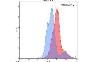 Detection of IFNg in 293F line transfected with target gene using Anti-Interferon Gamma (IFNg) Polyclonal Antibody (Interferon gamma antibody  (AA 24-166))