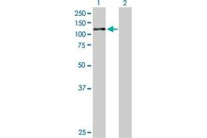 Western Blot analysis of AHR expression in transfected 293T cell line by AHR MaxPab polyclonal antibody. (Aryl Hydrocarbon Receptor antibody  (AA 1-848))