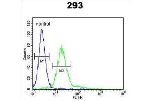 Flow Cytometry (FACS) image for anti-Membrane Protein, Palmitoylated 6 (MAGUK P55 Subfamily Member 6) (MPP6) antibody (ABIN3004081) (MPP6 antibody)