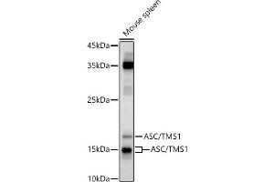 Western Blotting (WB) image for anti-PYD and CARD Domain Containing (PYCARD) (AA 50-195) antibody (ABIN3021617)