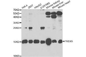Western blot analysis of extracts of various cell lines, using PRDX5 antibody (ABIN5973743) at 1/1000 dilution. (Peroxiredoxin 5 antibody)
