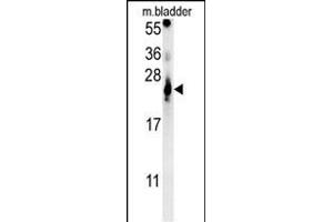 ATP5G2 Antibody (C-term) (ABIN652087 and ABIN2840542) western blot analysis in mouse bladder tissue lysates (15 μg/lane).