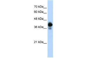 WB Suggested Anti-HNRPC Antibody Titration:  0. (HNRNPC antibody  (N-Term))