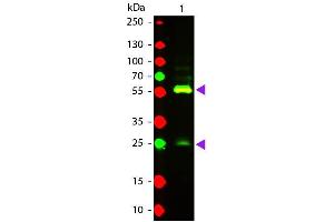 Western Blot of Texas conjugated Goat Anti-Biotin secondary antibody. (Biotin antibody  (Texas Red (TR)))