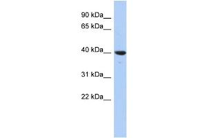 WB Suggested Anti-GLRX3 Antibody Titration: 0. (GLRX3 antibody  (N-Term))