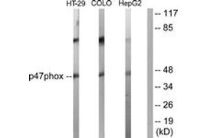 Western blot analysis of extracts from HT-29/COLO205/HepG2 cells, , using p47 phox (Ab-370) Antibody.