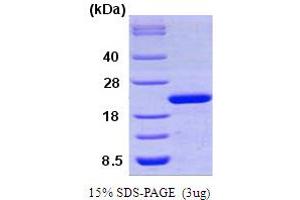 PPIF Protein (AA 30-207)
