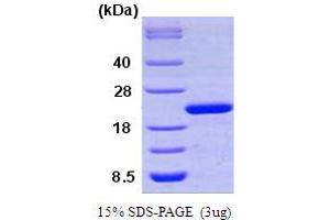 SDS-PAGE (SDS) image for Peptidylprolyl Isomerase F (PPIF) (AA 30-207) protein (ABIN666719)