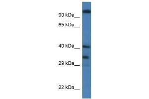 WB Suggested Anti-Morf4l1 Antibody   Titration: 1.