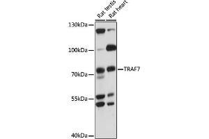 Western blot analysis of extracts of various cell lines, using TR antibody (ABIN7270839) at 1000 dilution. (TRAF7 antibody  (AA 260-400))