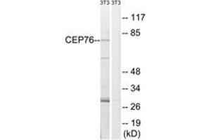 Western Blotting (WB) image for anti-Centrosomal Protein 76kDa (Cep76) (AA 251-300) antibody (ABIN2890202) (Cep76 antibody  (AA 251-300))
