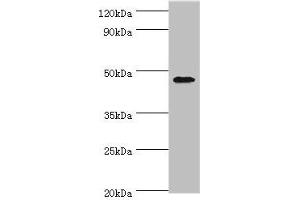 Western blot All lanes: GATA3 antibody at 6 μg/mL + MCF-7 whole cell lysate Secondary Goat polyclonal to rabbit IgG at 1/10000 dilution Predicted band size: 48, 49 kDa Observed band size: 48 kDa