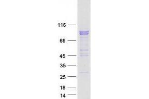 Validation with Western Blot (PCDHA4 Protein (Transcript Variant 2) (Myc-DYKDDDDK Tag))