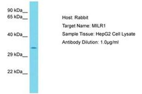 Allergin-1 antibody  (AA 253-302)