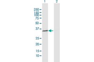 Western Blot analysis of POLR3F expression in transfected 293T cell line by POLR3F MaxPab polyclonal antibody. (POLR3F antibody  (AA 1-316))