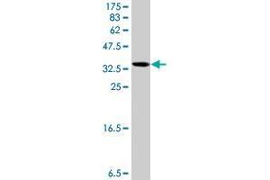 Western Blot detection against Immunogen (39. (RPL35 antibody  (AA 1-123))