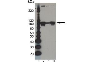 Western Blot analysis of Dishevelled-2 pAb : Lane 1: MW Marker, Lane 2: PC-3 cell lysate, Lane 3: Jurkat cell lysate, Lane 4: PC-12 cell lysate.