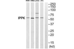 Western blot analysis of extracts from RAW cells,K562 cells, LOVO cells and 3T3 cells, using IPPK antiobdy. (IPPK antibody)