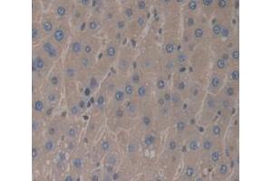 IHC-P analysis of Rat Tissue, with DAB staining. (IL-1 beta antibody  (AA 117-268))