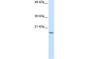 Western Blotting (WB) image for anti-Ribosomal Protein S14 (RPS14) antibody (ABIN2462095) (RPS14 antibody)